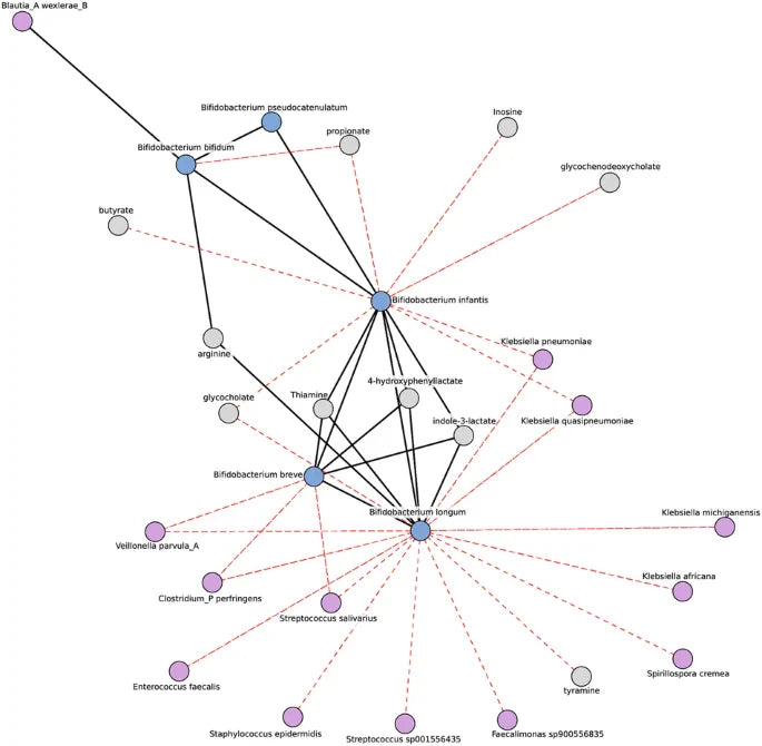 Bifidobacterium deficit in United States infants drives prevalent gut dysbiosis